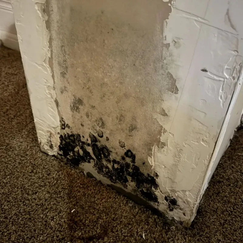 Professional Mold Removal in Kingston, OH